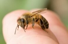 Укусы насекомых у детей. Первая помощь при укусах.